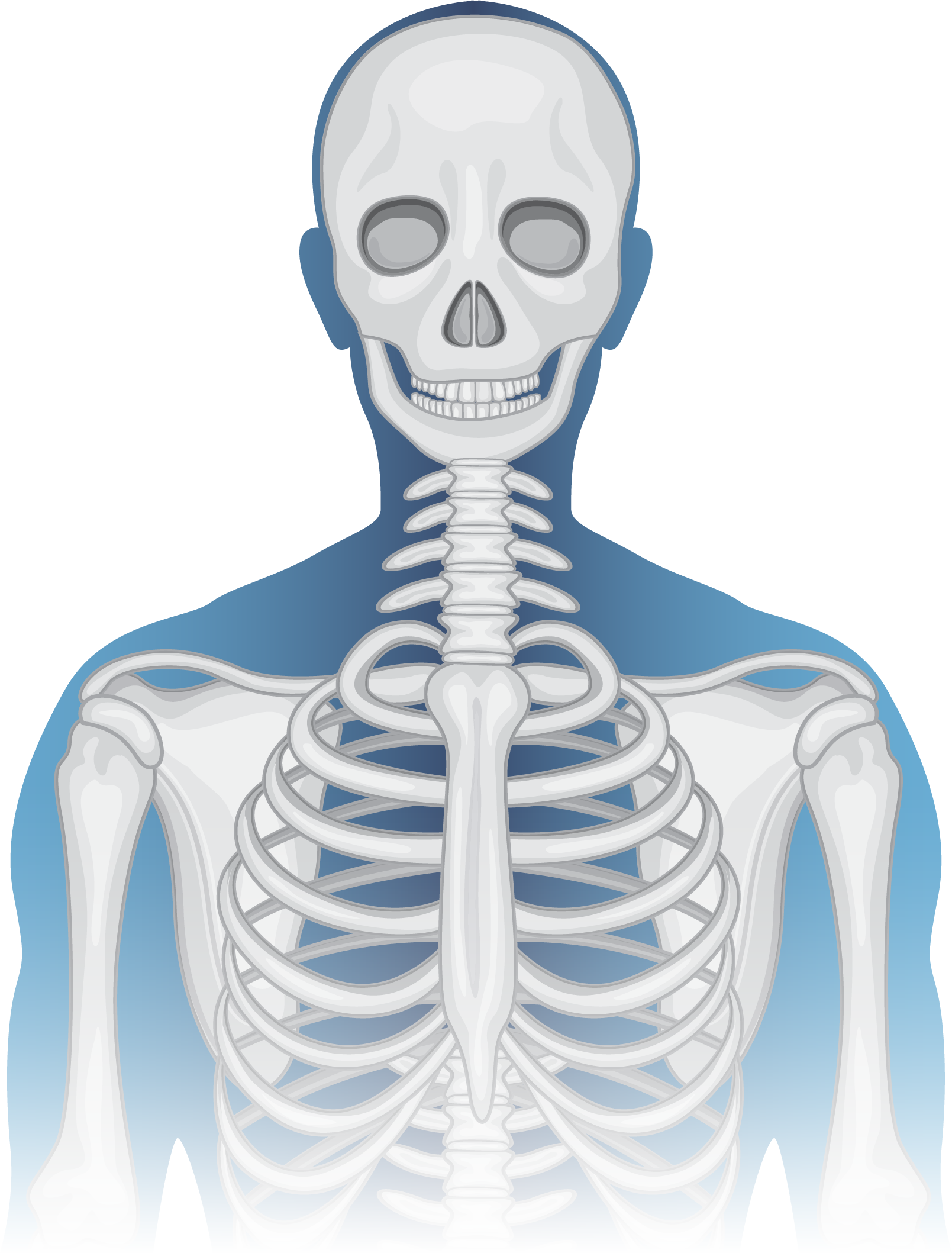 Human body showing common injury areas
